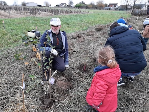 plantation d'une haie