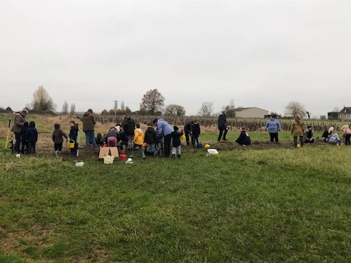 plantation d'une haie