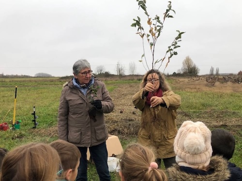 plantation d'une haie