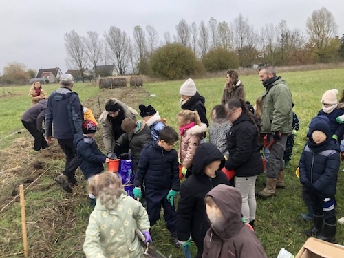 plantation d'une haie