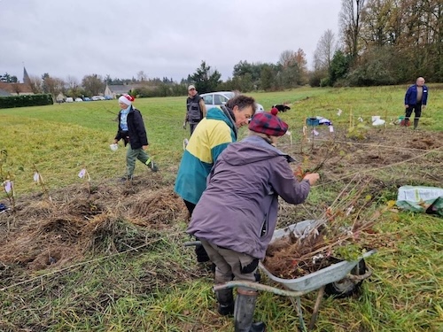 plantation d'une haie