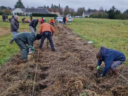 plantation d'une haie