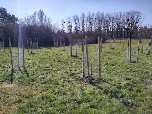 plantation d'un verger